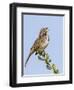 A Song Sparrow Singing in Southern California-Neil Losin-Framed Photographic Print