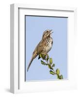 A Song Sparrow Singing in Southern California-Neil Losin-Framed Photographic Print