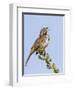 A Song Sparrow Singing in Southern California-Neil Losin-Framed Photographic Print