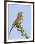 A Song Sparrow Singing in Southern California-Neil Losin-Framed Photographic Print