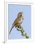 A Song Sparrow Singing in Southern California-Neil Losin-Framed Photographic Print