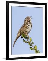 A Song Sparrow Singing in Southern California-Neil Losin-Framed Photographic Print