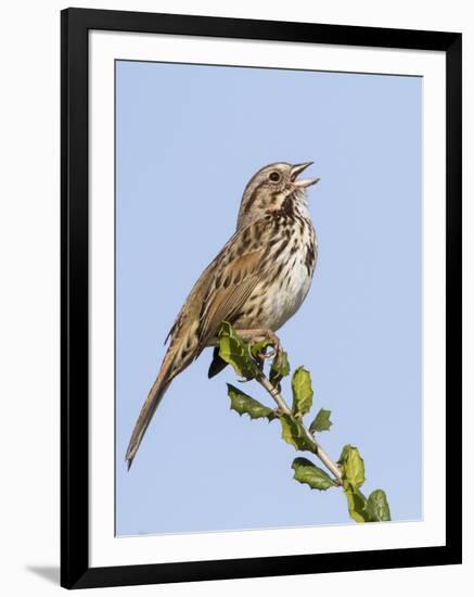 A Song Sparrow Singing in Southern California-Neil Losin-Framed Photographic Print