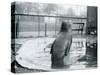 A Southern Elephant Seal at London Zoo, January 1912-Frederick William Bond-Stretched Canvas