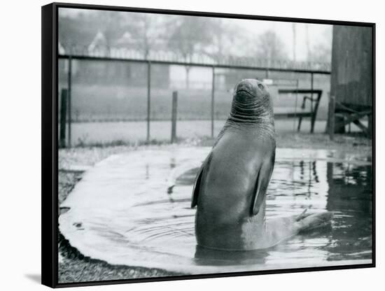 A Southern Elephant Seal at London Zoo, January 1912-Frederick William Bond-Framed Stretched Canvas