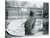 A Southern Elephant Seal at London Zoo, January 1912-Frederick William Bond-Stretched Canvas