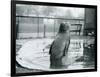 A Southern Elephant Seal at London Zoo, January 1912-Frederick William Bond-Framed Photographic Print