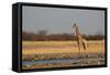 A Southern Giraffe, Giraffa Camelopardalis Giraffe, Stands by a Watering Hole-Alex Saberi-Framed Stretched Canvas