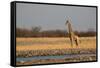 A Southern Giraffe, Giraffa Camelopardalis Giraffe, Stands by a Watering Hole-Alex Saberi-Framed Stretched Canvas