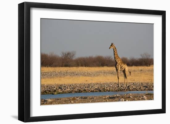 A Southern Giraffe, Giraffa Camelopardalis Giraffe, Stands by a Watering Hole-Alex Saberi-Framed Photographic Print