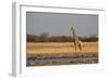 A Southern Giraffe, Giraffa Camelopardalis Giraffe, Stands by a Watering Hole-Alex Saberi-Framed Photographic Print