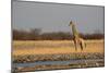 A Southern Giraffe, Giraffa Camelopardalis Giraffe, Stands by a Watering Hole-Alex Saberi-Mounted Photographic Print