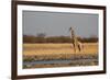 A Southern Giraffe, Giraffa Camelopardalis Giraffe, Stands by a Watering Hole-Alex Saberi-Framed Photographic Print