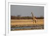 A Southern Giraffe, Giraffa Camelopardalis Giraffe, Stands by a Watering Hole-Alex Saberi-Framed Photographic Print