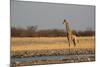 A Southern Giraffe, Giraffa Camelopardalis Giraffe, Stands by a Watering Hole-Alex Saberi-Mounted Photographic Print