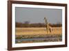 A Southern Giraffe, Giraffa Camelopardalis Giraffe, Stands by a Watering Hole-Alex Saberi-Framed Photographic Print
