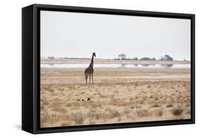 A Southern Giraffe, Giraffa Camelopardalis Giraffe, Stands on a Baking Salt Pan-Alex Saberi-Framed Stretched Canvas