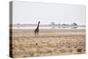 A Southern Giraffe, Giraffa Camelopardalis Giraffe, Stands on a Baking Salt Pan-Alex Saberi-Stretched Canvas