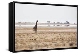 A Southern Giraffe, Giraffa Camelopardalis Giraffe, Stands on a Baking Salt Pan-Alex Saberi-Framed Stretched Canvas