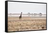 A Southern Giraffe, Giraffa Camelopardalis Giraffe, Stands on a Baking Salt Pan-Alex Saberi-Framed Stretched Canvas