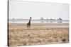 A Southern Giraffe, Giraffa Camelopardalis Giraffe, Stands on a Baking Salt Pan-Alex Saberi-Stretched Canvas