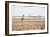 A Southern Giraffe, Giraffa Camelopardalis Giraffe, Stands on a Baking Salt Pan-Alex Saberi-Framed Premium Photographic Print