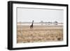 A Southern Giraffe, Giraffa Camelopardalis Giraffe, Stands on a Baking Salt Pan-Alex Saberi-Framed Premium Photographic Print