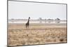 A Southern Giraffe, Giraffa Camelopardalis Giraffe, Stands on a Baking Salt Pan-Alex Saberi-Mounted Premium Photographic Print