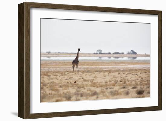 A Southern Giraffe, Giraffa Camelopardalis Giraffe, Stands on a Baking Salt Pan-Alex Saberi-Framed Photographic Print