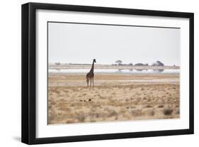 A Southern Giraffe, Giraffa Camelopardalis Giraffe, Stands on a Baking Salt Pan-Alex Saberi-Framed Photographic Print