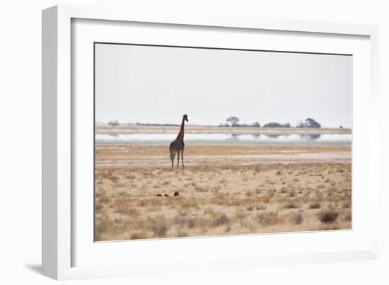 A Southern Giraffe, Giraffa Camelopardalis Giraffe, Stands on a Baking Salt Pan-Alex Saberi-Framed Photographic Print