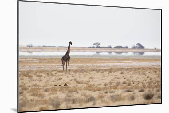 A Southern Giraffe, Giraffa Camelopardalis Giraffe, Stands on a Baking Salt Pan-Alex Saberi-Mounted Photographic Print