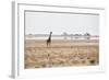 A Southern Giraffe, Giraffa Camelopardalis Giraffe, Stands on a Baking Salt Pan-Alex Saberi-Framed Photographic Print