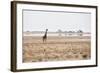 A Southern Giraffe, Giraffa Camelopardalis Giraffe, Stands on a Baking Salt Pan-Alex Saberi-Framed Photographic Print