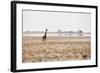 A Southern Giraffe, Giraffa Camelopardalis Giraffe, Stands on a Baking Salt Pan-Alex Saberi-Framed Photographic Print