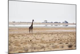 A Southern Giraffe, Giraffa Camelopardalis Giraffe, Stands on a Baking Salt Pan-Alex Saberi-Mounted Photographic Print