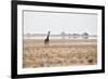 A Southern Giraffe, Giraffa Camelopardalis Giraffe, Stands on a Baking Salt Pan-Alex Saberi-Framed Photographic Print