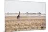 A Southern Giraffe, Giraffa Camelopardalis Giraffe, Stands on a Baking Salt Pan-Alex Saberi-Mounted Photographic Print