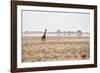 A Southern Giraffe, Giraffa Camelopardalis Giraffe, Stands on a Baking Salt Pan-Alex Saberi-Framed Photographic Print