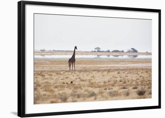 A Southern Giraffe, Giraffa Camelopardalis Giraffe, Stands on a Baking Salt Pan-Alex Saberi-Framed Photographic Print