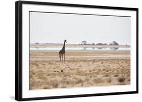 A Southern Giraffe, Giraffa Camelopardalis Giraffe, Stands on a Baking Salt Pan-Alex Saberi-Framed Photographic Print