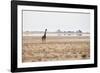 A Southern Giraffe, Giraffa Camelopardalis Giraffe, Stands on a Baking Salt Pan-Alex Saberi-Framed Photographic Print