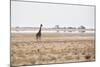 A Southern Giraffe, Giraffa Camelopardalis Giraffe, Stands on a Baking Salt Pan-Alex Saberi-Mounted Photographic Print