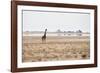 A Southern Giraffe, Giraffa Camelopardalis Giraffe, Stands on a Baking Salt Pan-Alex Saberi-Framed Photographic Print