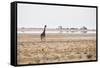 A Southern Giraffe, Giraffa Camelopardalis Giraffe, Stands on a Baking Salt Pan-Alex Saberi-Framed Stretched Canvas