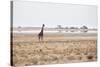 A Southern Giraffe, Giraffa Camelopardalis Giraffe, Stands on a Baking Salt Pan-Alex Saberi-Stretched Canvas