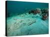 A Southern Stingray On the Sandy Bottom Off the Coast of Panama City, Florida-Stocktrek Images-Stretched Canvas