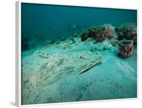 A Southern Stingray On the Sandy Bottom Off the Coast of Panama City, Florida-Stocktrek Images-Framed Photographic Print