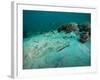 A Southern Stingray On the Sandy Bottom Off the Coast of Panama City, Florida-Stocktrek Images-Framed Photographic Print