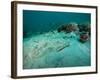 A Southern Stingray On the Sandy Bottom Off the Coast of Panama City, Florida-Stocktrek Images-Framed Photographic Print